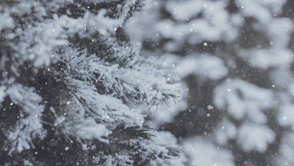 Winter strome snow cover on pine wood tree freeze cool weather for winter season christmas eve holiday advertising background.