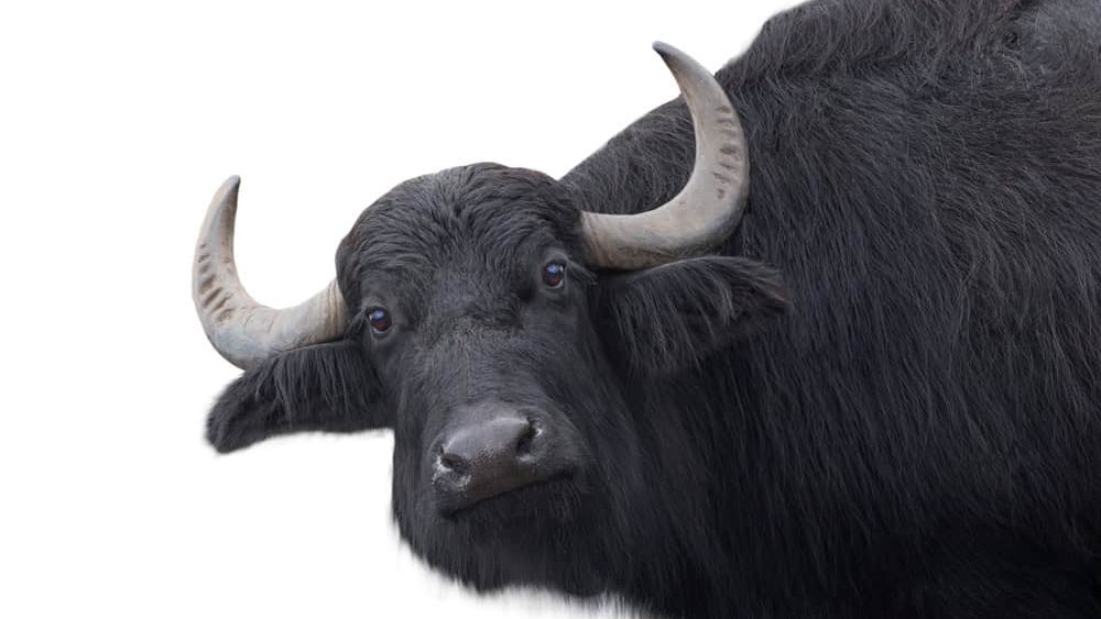 Carpathian buffalo isolated on a white
