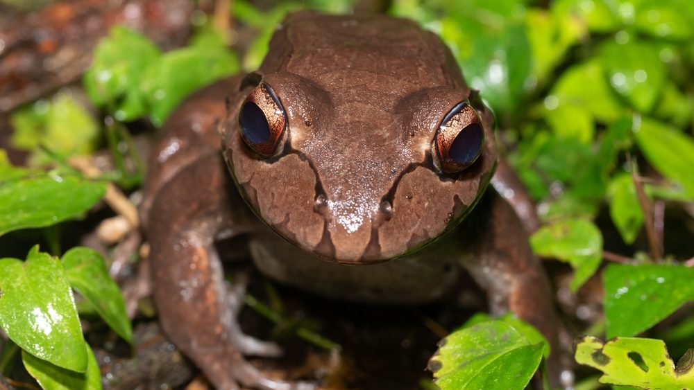 Savages,Thin-toed,Frog,(leptodactylus,Savagei),,Thin-toed,Frog,Species,Of,Leptodactylid