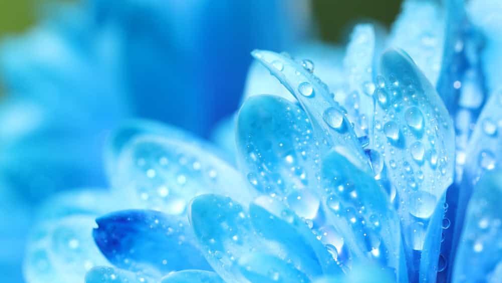 Beautiful,Light,Blue,Flower,With,Water,Drops,On,Blurred,Background,