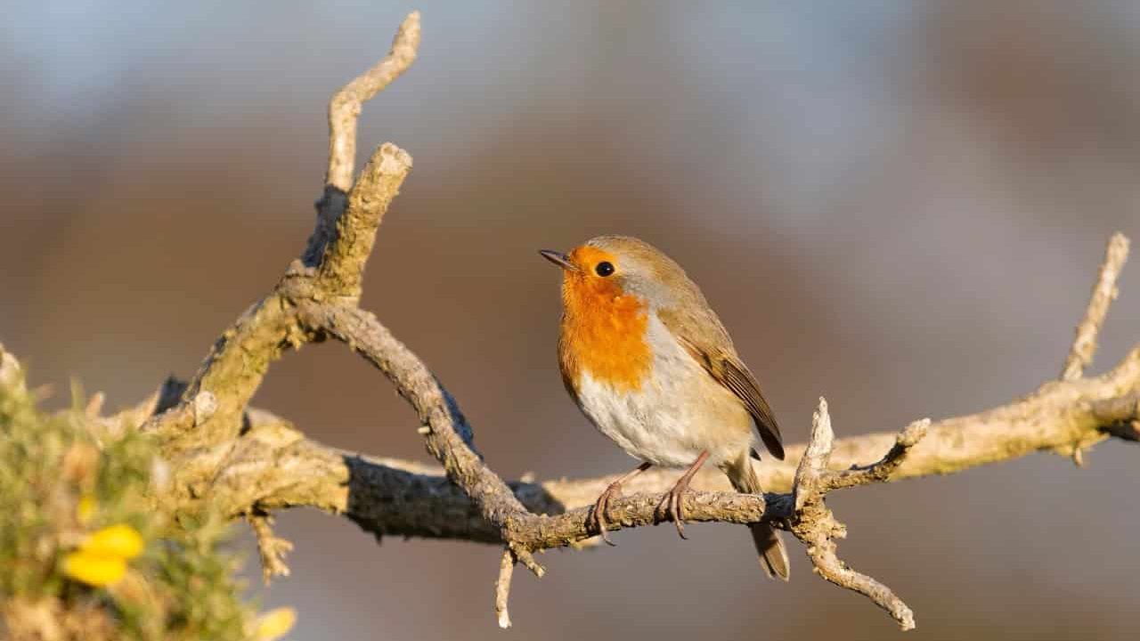 Robin, Erithacus rubecula, single bird on gorse bush, Sussex, March 2025