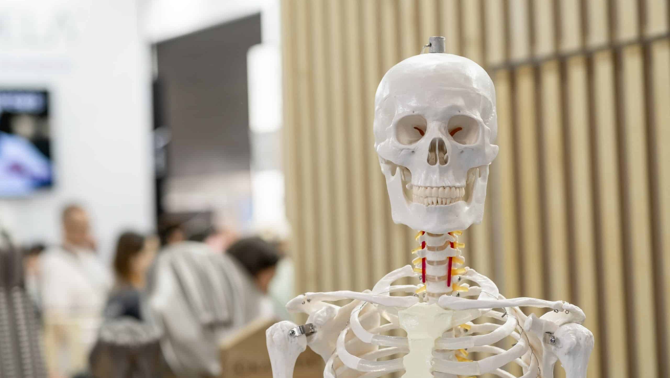 Human,Skeleton,Model,Presented,At,A,Public,Exhibition,,With,People