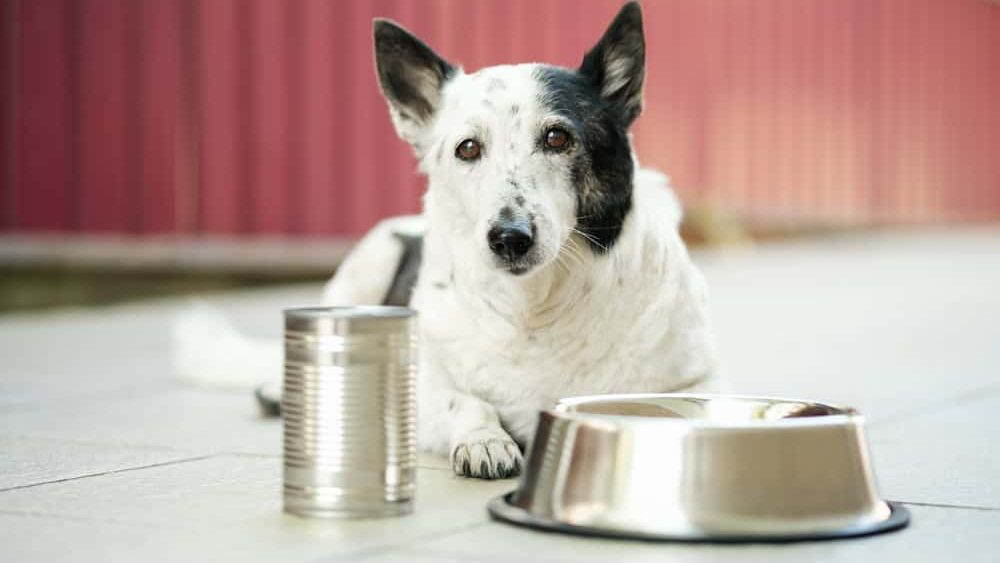 Black,And,White,Dog,Lying,On,Tiled,Floor,Near,Metal