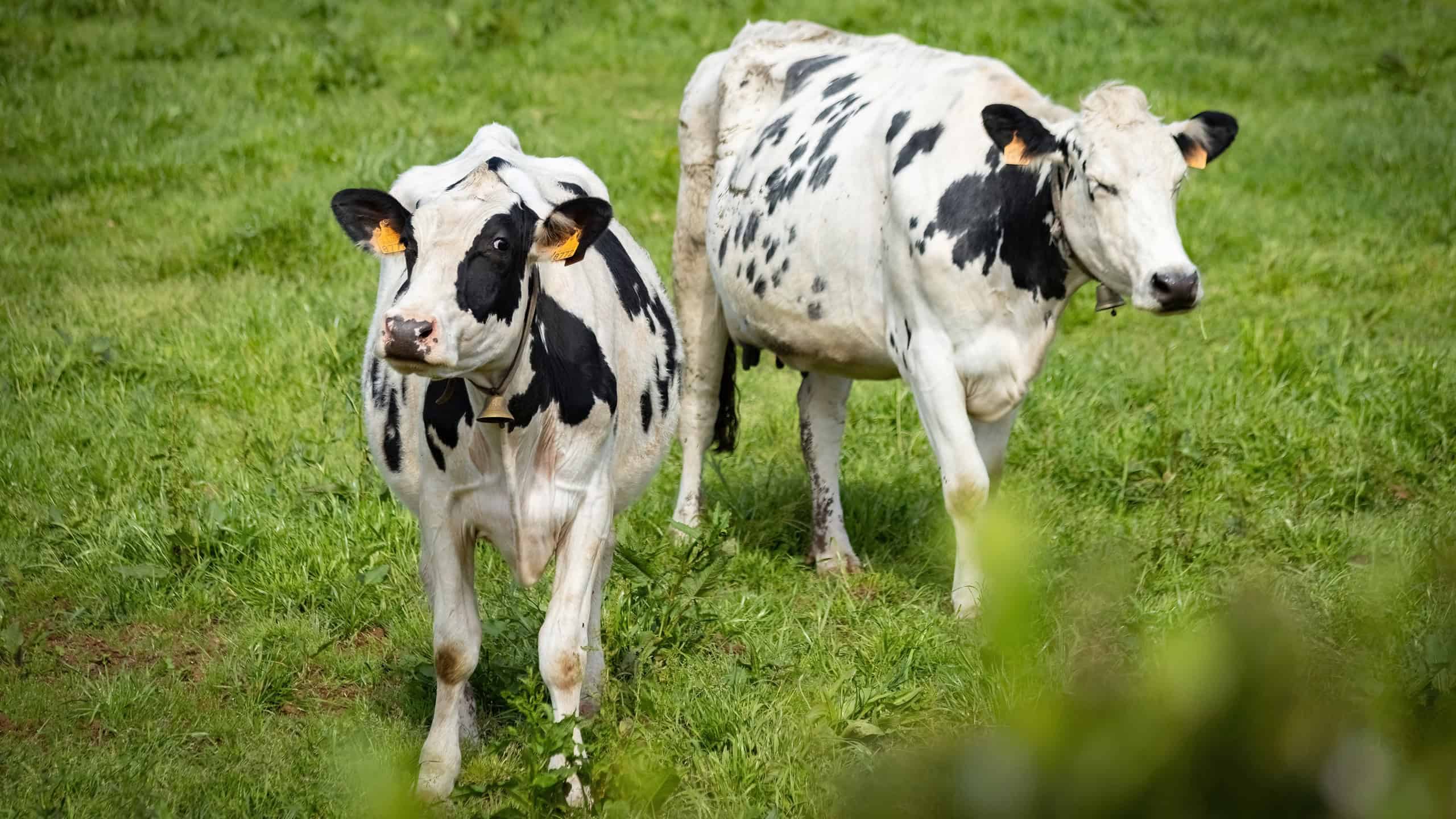 Cows grazing on the green pasture eating grass in Azores Portugal