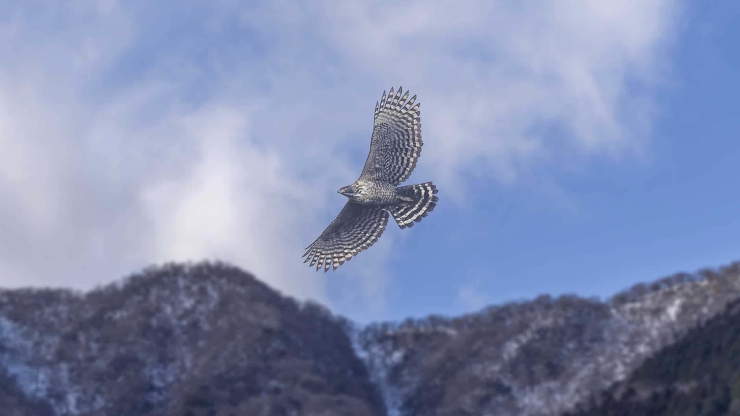 Mountain Hawk-eagle in flying. in the mountain background.