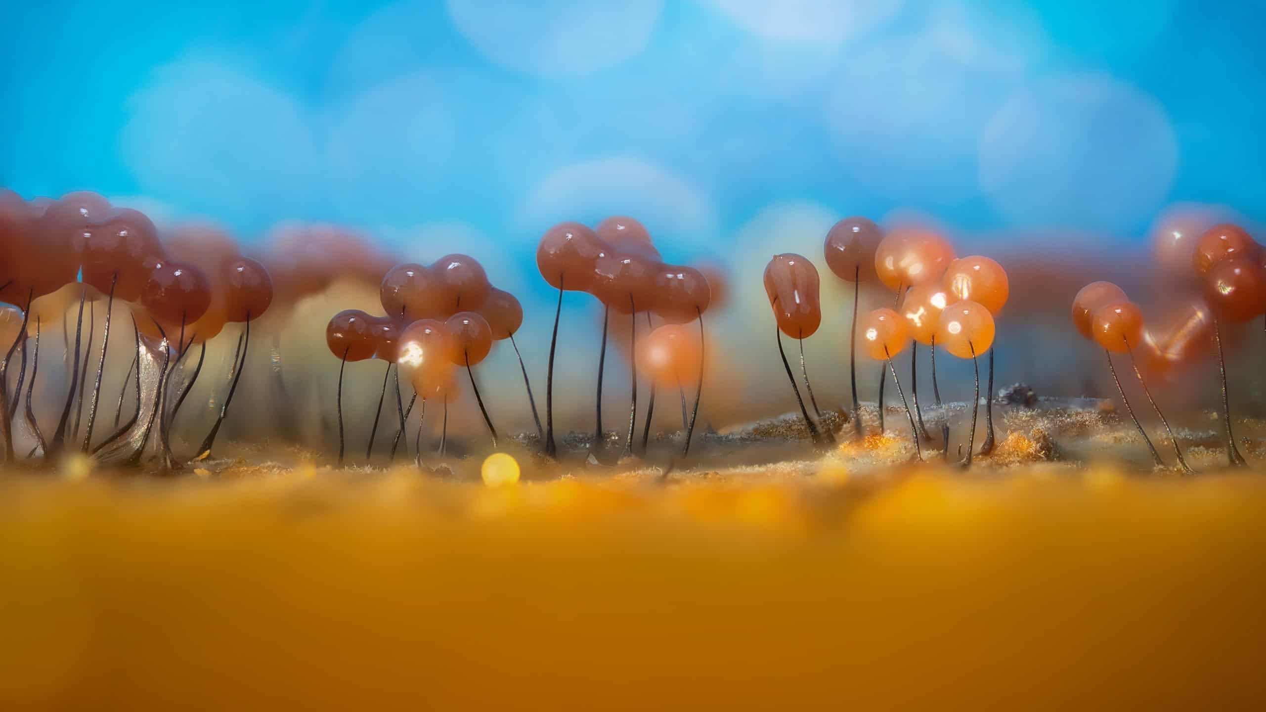 Slime molds. The smallest mushrooms in the world. Mysterious creatures of nature. Nature background.