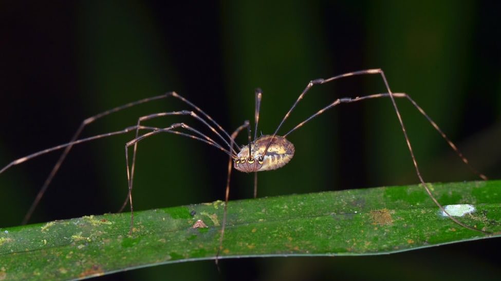 Harvestman, Daddy Long Legs, Opiliones