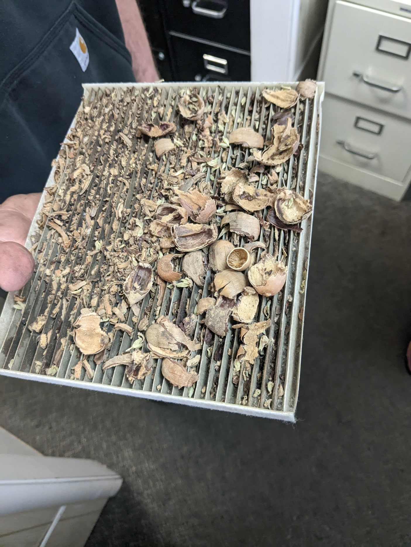 Seed pods and debris clogging a vent screen, requiring cleaning and maintenance.
