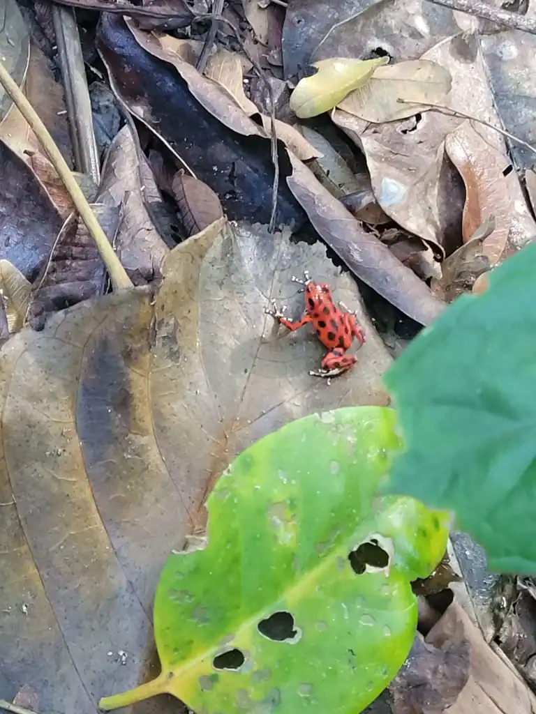 Red Frog poisonous