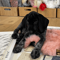 Black puppy lying on a rug with cozy decor in the background.