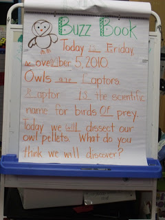 Fun with Owls!