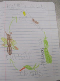 Going Buggy! Butterfly and Mantis