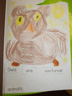 Owls and Veteran's Day