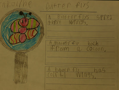 Butterflies and vocabulary