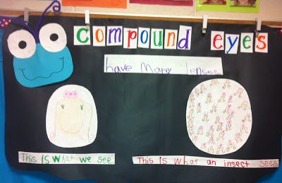 Compound Eyes