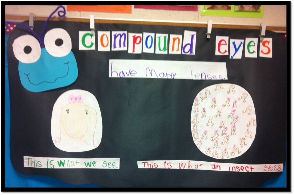 Insect Learning Fun, Freebies and a Sale!