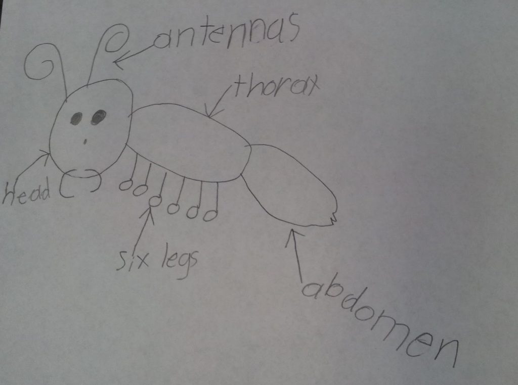 Insect Learning Fun, Freebies and a Sale!