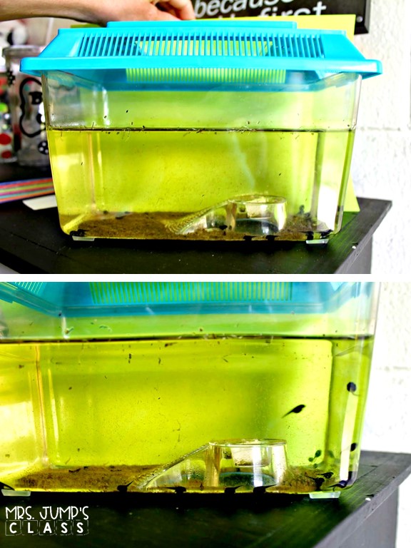 Fun frog lesson plans in a nonfiction unit about frogs. Students read and write about frogs, play math and literacy games, and create a craft, too!