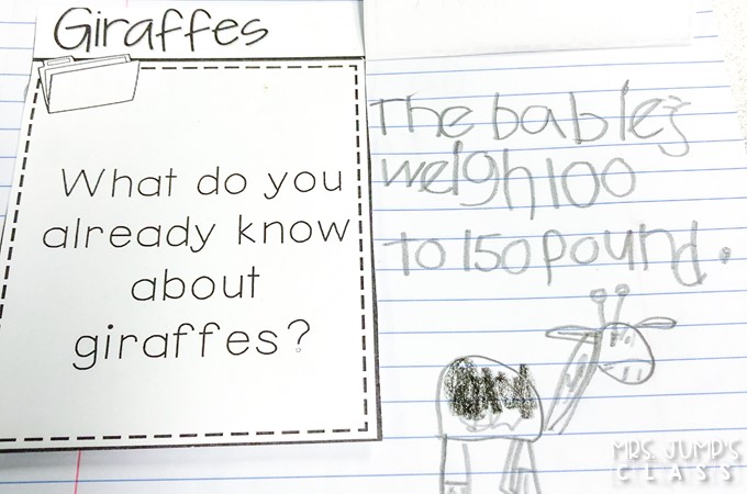 Your students will love learning about African animals with these nonfiction book activities. Engaging reading lessons about lions, giraffes, elephants, and meerkats. Great for a zoo unit!