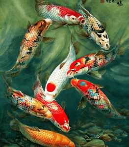 Enchanting Koi Fish Wall Poster