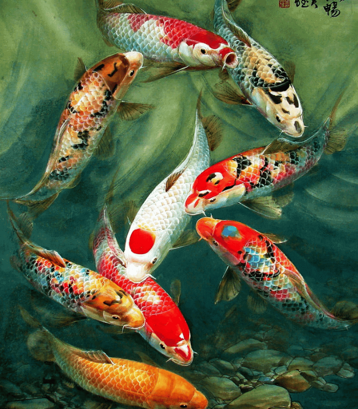 Enchanting Koi Fish Wall Poster
