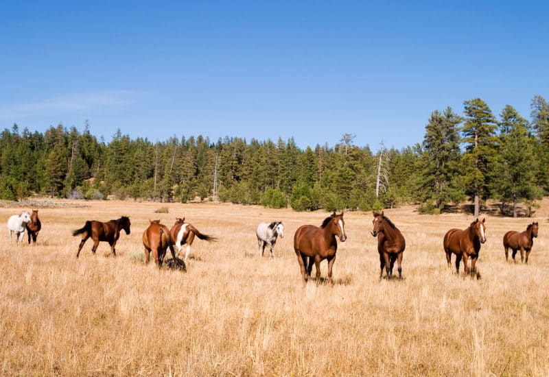 black butte