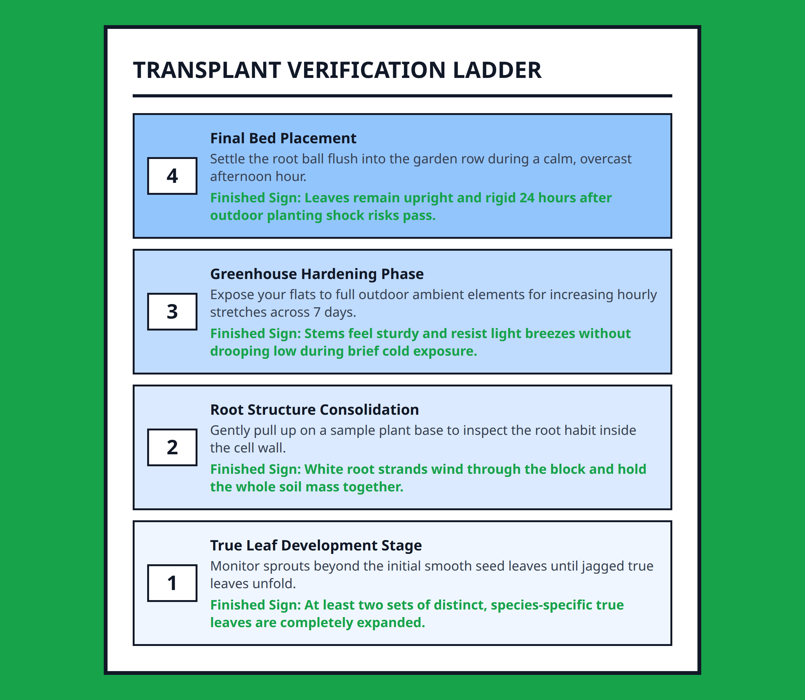 Step ladder diagram showcasing the stages of seedling development until transplant readiness