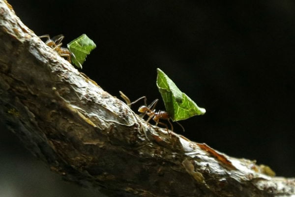 Texas cutter ants