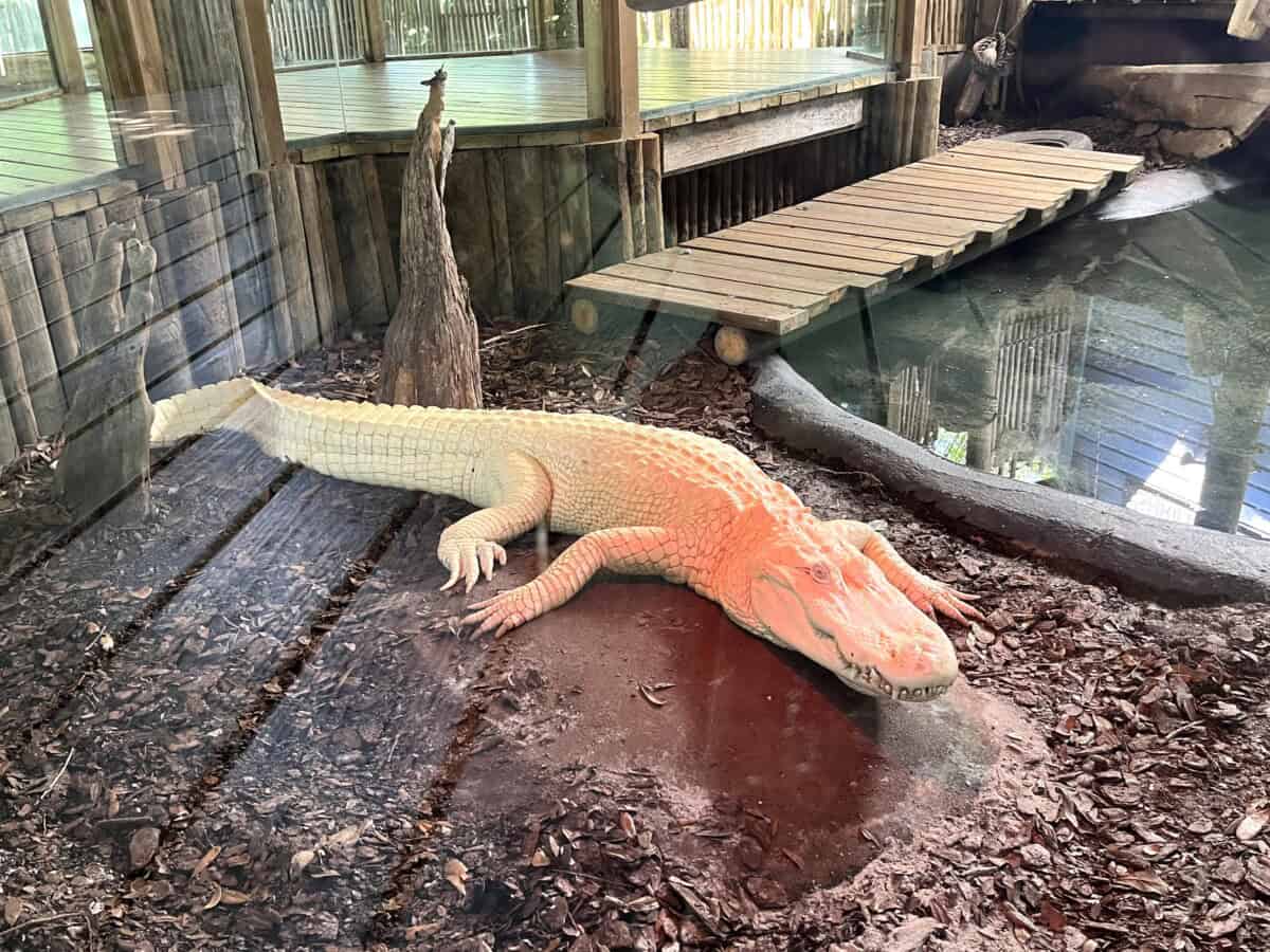 Read more about the article St. Augustine Alligator Farm – St. Augustine, FL