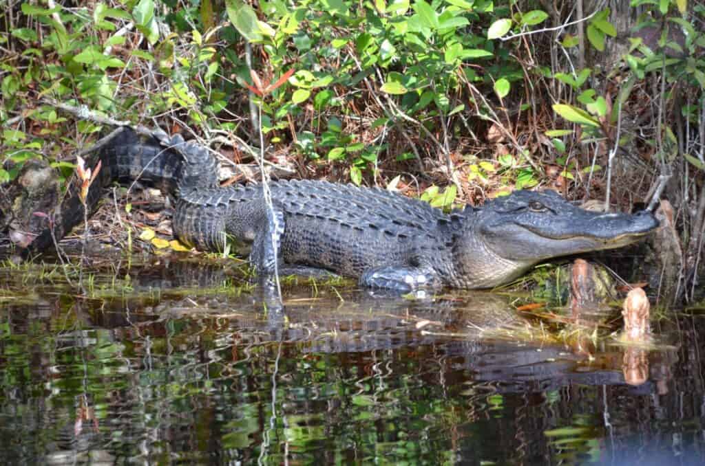 This image has an empty alt attribute; its file name is gatorbill-1024x678.jpg