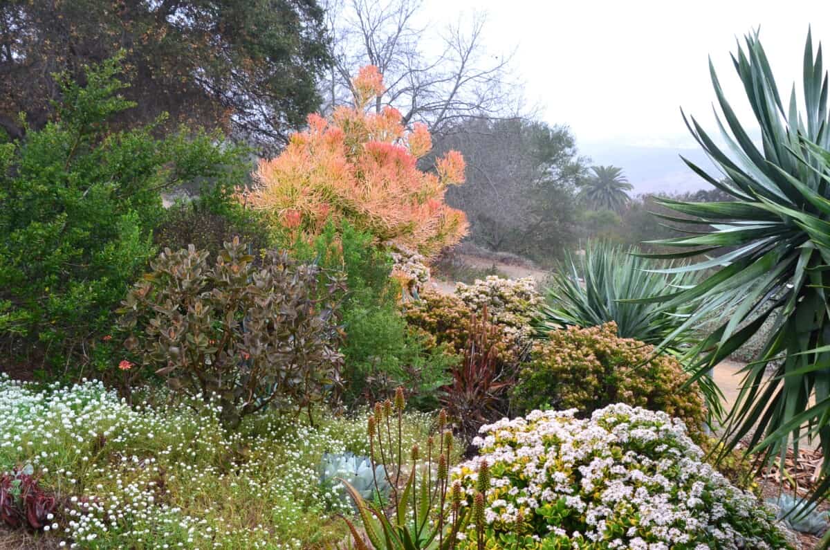 Read more about the article Niguel Botanical Preserve – Orange County, CA