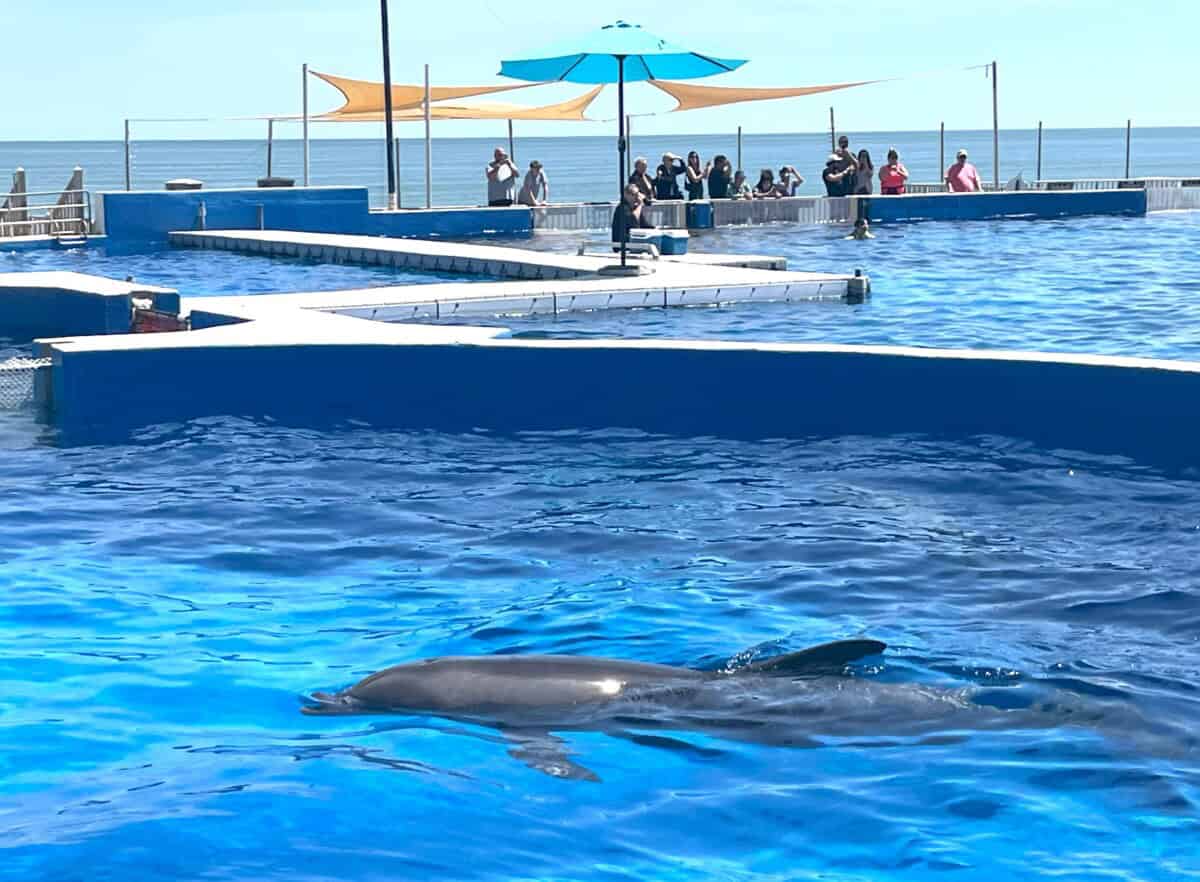 Read more about the article Marineland, Florida