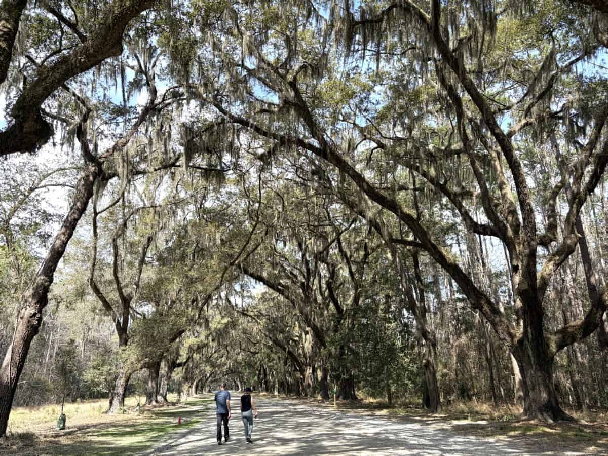 Read more about the article Wormsloe State Historic Site – Savannah, GA