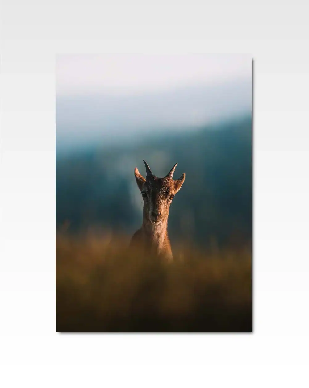 Ibex |  by Phil Suarez.