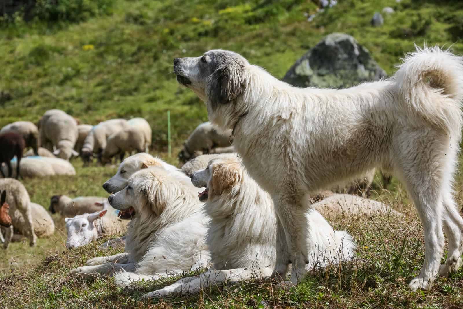Herd Management CH © CH WOLF -4311.JPG