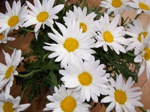 Daisies_12