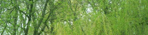 Springgreen1a