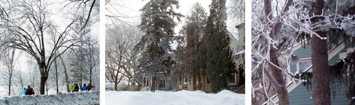 Lindenhills10-trees3