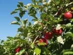 Apple pine tree