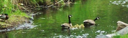Goslings1