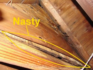 Delaminated Plywood 3