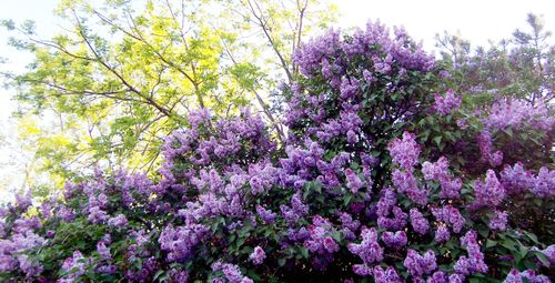 Lilacs1