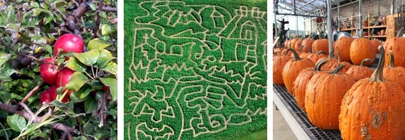 Cornmaze-apples-pumpkins