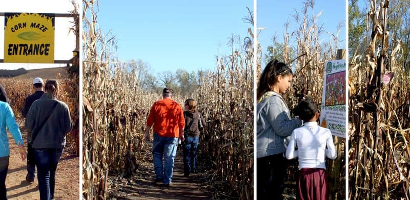 Corn maze1