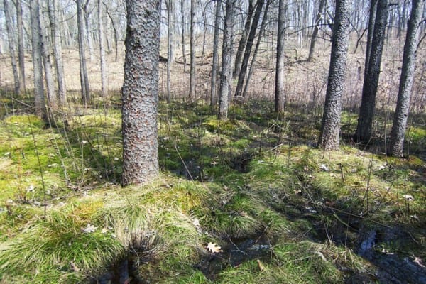 Golden valley-quaking bog