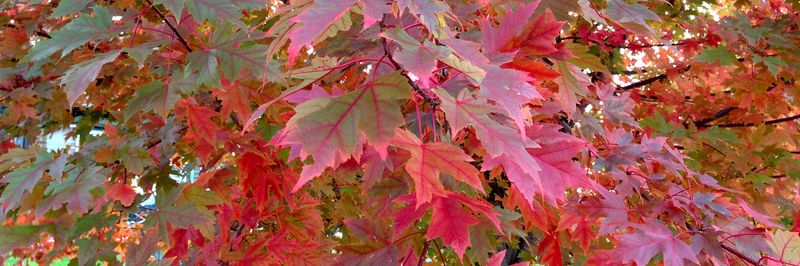 Leaves2013