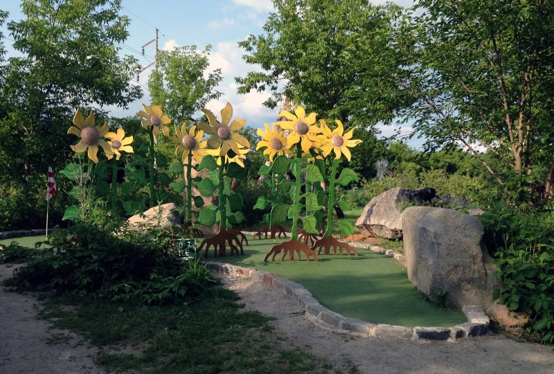 Big Stone Golf-sunflowers