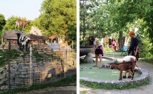 Big Stone Golf-goats3