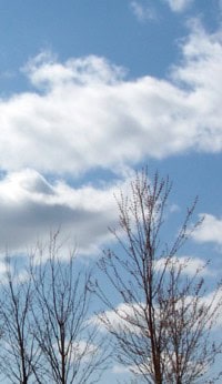 Clouds-trees-1v
