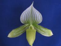 Paph. spring wolf orchid